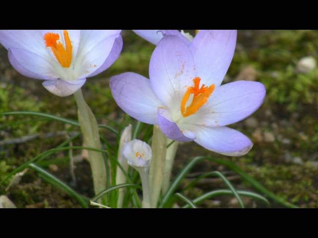 Canon VIXIA HF200 Highest Quality 1080p Test Footage