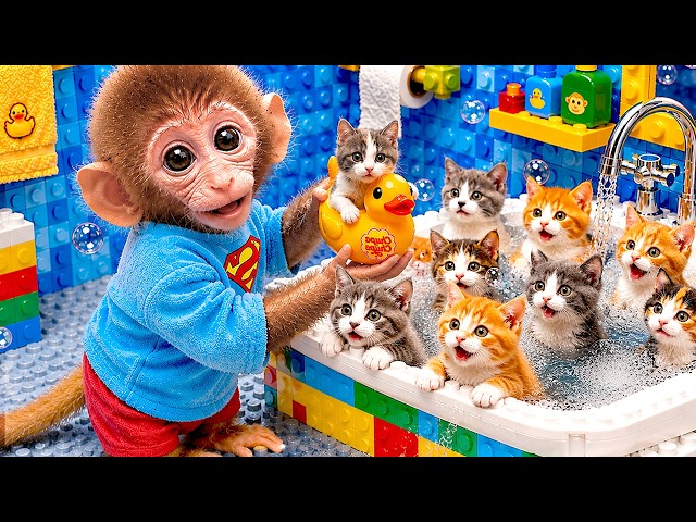 Bebé Mono Bonbon halla a su hermanito perdido y lo cuida junto al lindo gatito - Mono Amigos Mundo