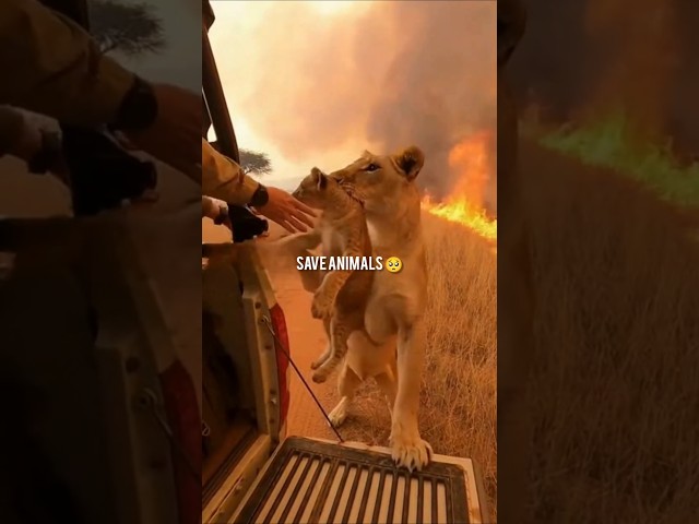 save animals moments 🥺