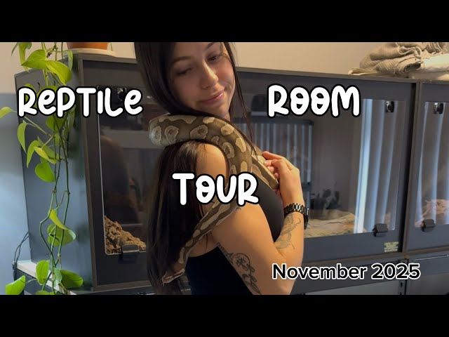 REPTILE ROOM TOUR 🐍🦎🦂 (November 2025) 