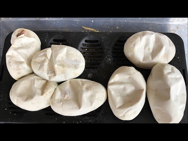 Ball Python eggs hatching