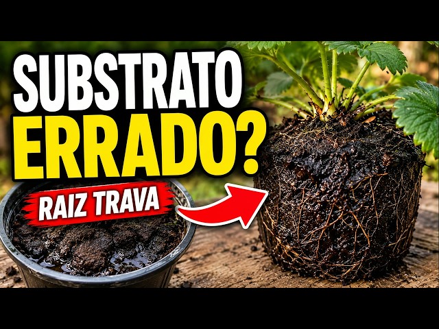 Why do STRAWBERRY roots turn dark in pots? See how to fix waterlogged soil