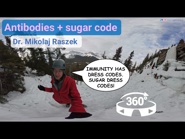 Why antibody sugar coatings matter