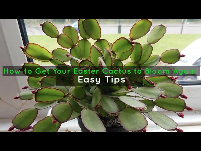 How to Get Your Easter Cactus to Bloom Again - Easy Tips