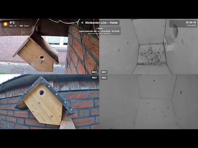 Livecam Nistkasten Meisen Cam Heide DE | Birdbox Great Tit Heide Germany | Night 03.06.2026