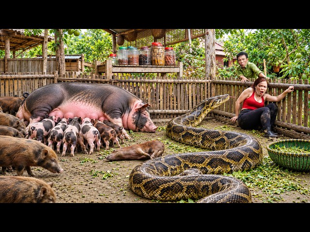 72 Hours of Terror: GIANT PYTHON Attacks Pig Farm — Can We Save the Piglets in Time?
