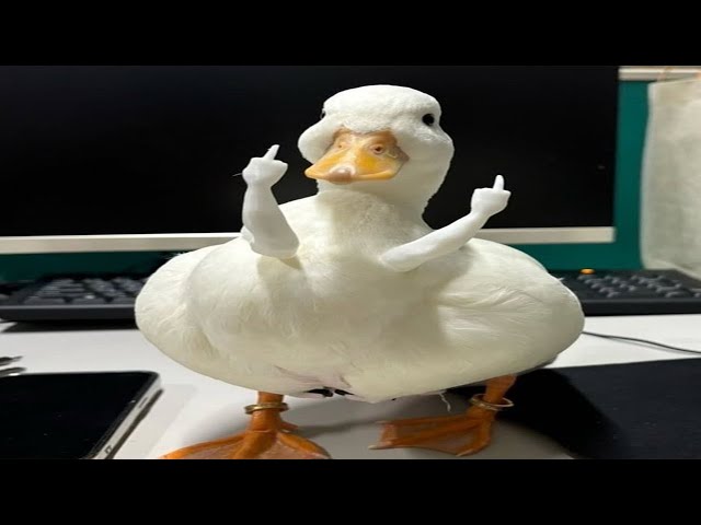 Top 5 Duck
