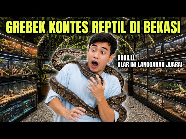 GREBEK REPTILE CONTEST IN BEKASI‼️ THIS SNAKE IS A REGULAR CHAMPION❗️