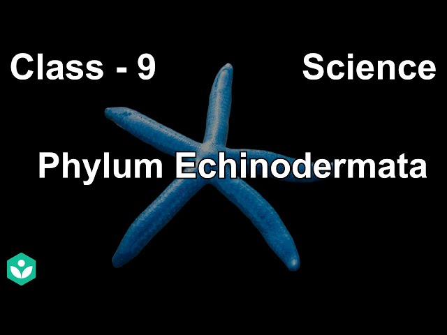 Phylum Echinodermata | Diversity in Living Organisms | Biology | Grade 9 | Telangana | Khan Academy