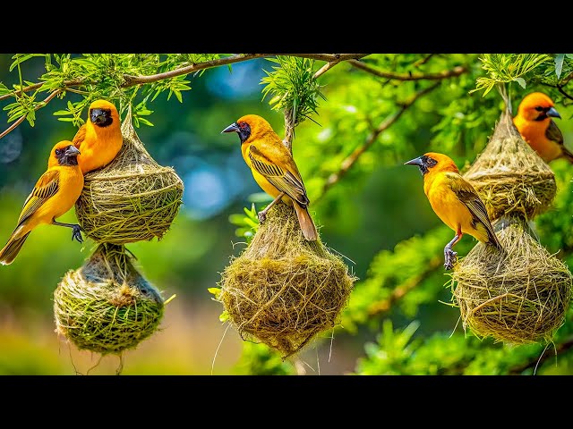 Unveil the Hidden Wonders of Wild Birds in a Spring Wonderland – Nature’s Best-Kept Secrets