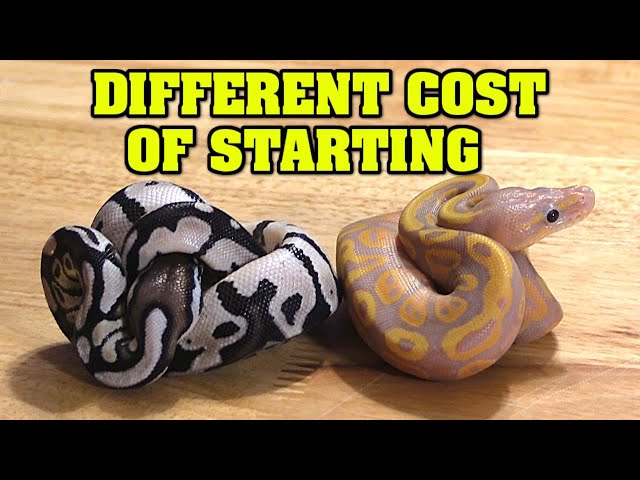 How much to invest in BALL PYTHONS to start. A little $, or a LOT OF $$$? Which is right for YOU?