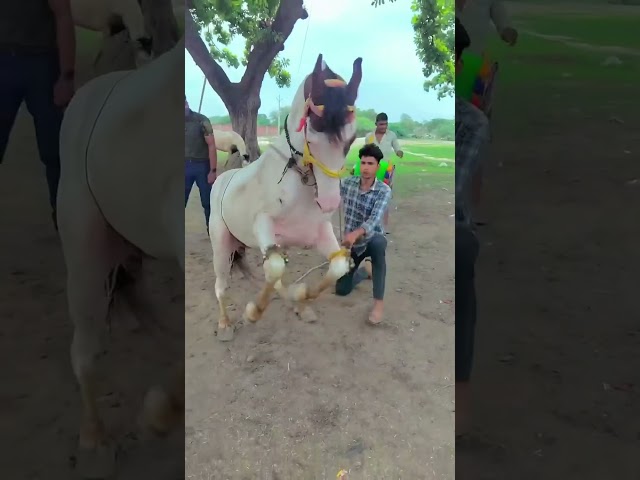 Lalmundi ghode ka #viral #ghoda #dance 🐴🐎🐴🐎