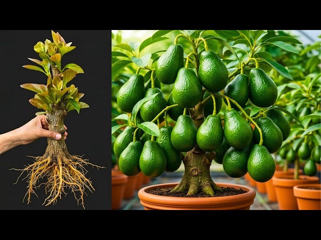 🔴LIVE  🌱 Avocado Plant Propagation from Cuttings | Fast Rooting Method Explained #livestream #live