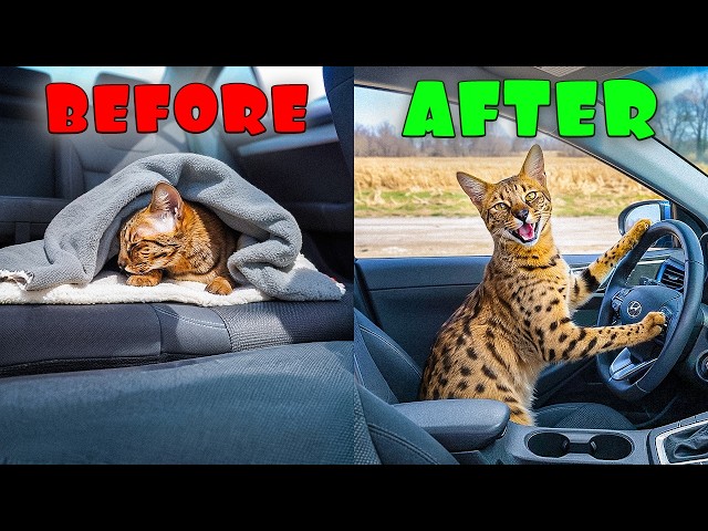 My WILD CAT  Vs. The Car