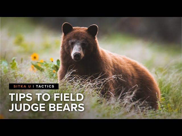 How To Field Judge Black Bears: Identifying Size and Gender | SITKA