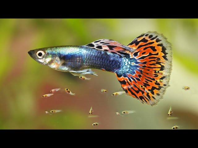 HOW TO CULTIVATE GUPPY FISH SO THEY BREED AND REPRODUCE QUICKLY