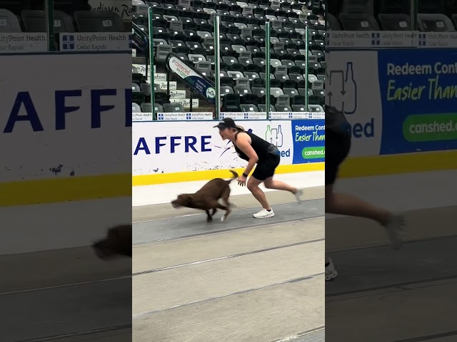 My Bugatti 🐶🥰😮‍💨😘 #flyball #bugatti #trending #dog #dogsports #fun #gooddog