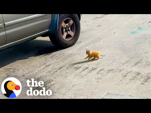 Police Officer Drops Everything When He Hears Tiny Cries | The Dodo