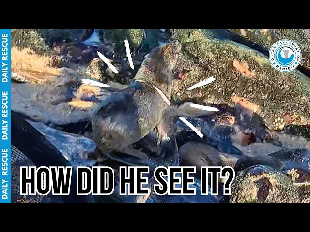 Invisible Danger: Saving a Seal from Clear Plastic!