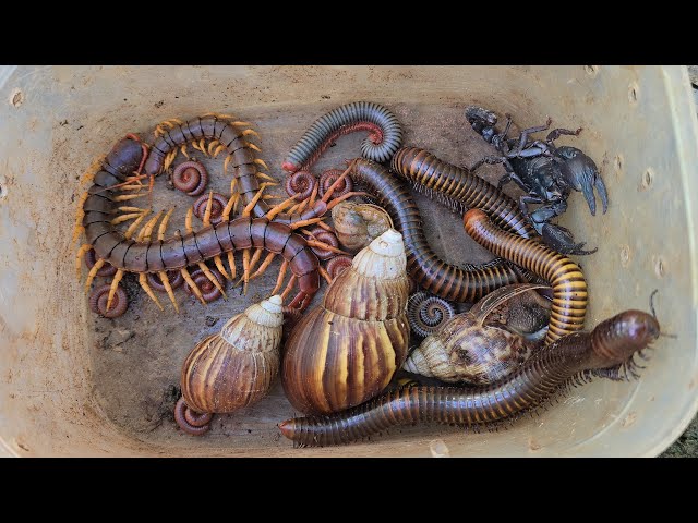 OMG 😱 I Catch Powerful Centipede, Snail Snail, Giant Millipede, Venomous Scorpion, Small Millipede