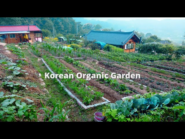 시골집 유기농텃밭 1년 농사일지~!! / 월별 텃밭농사