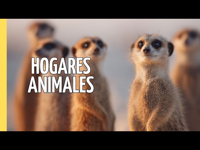 Hogares animales | Episodio Completo