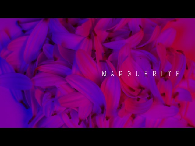 Paper Nova - Marguerite