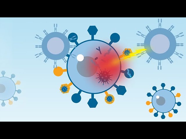 HLAs and Their Role in Stem Cell Transplantation
