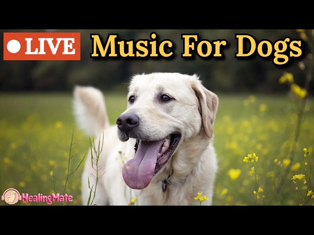🔴24/7 Dog TV🎵🐶Relaxing Dog Music for Sleep🐶💖Calming Music for Dogs with Separation Anxiety🔴11