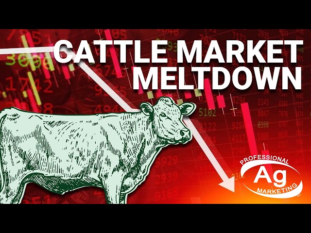 Cattle Market Meltdown | Cattle Talk February 27th, 2026