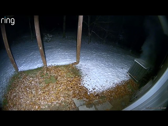 Animals in the backyard - December 16th, 2024