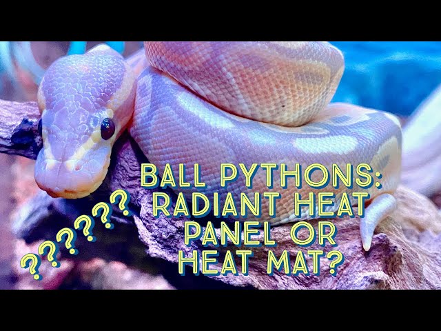 Ball Python Care: Radiant Heat Panel or Heat Mat?? A beginners experience with Ball Python Heating.