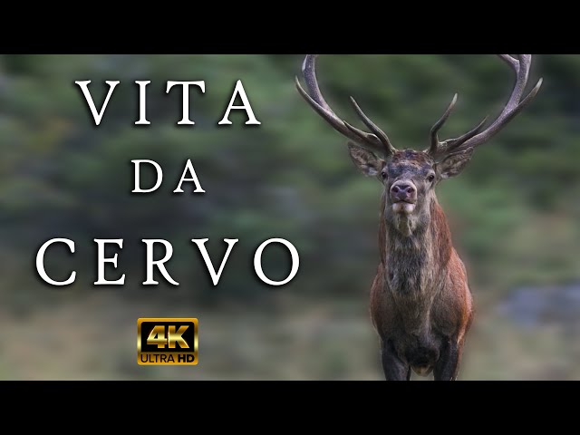 Short Film | Vita da Cervo - Life as a Deer | documentario naturalistico wildlife | 4K