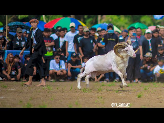 RECAP OF THE GARUT SHEPHERD CONTEST 2023 || PLP, Andes, Cimalaka, Sawala Exhibition