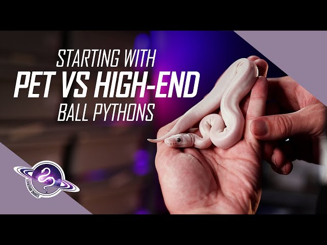 Should You Start with Pet or Investment Ball Pythons? | New Ball Python Breeder Tips