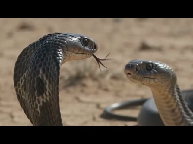 World's Deadliest Snake vs. The Longest Venomous Snake