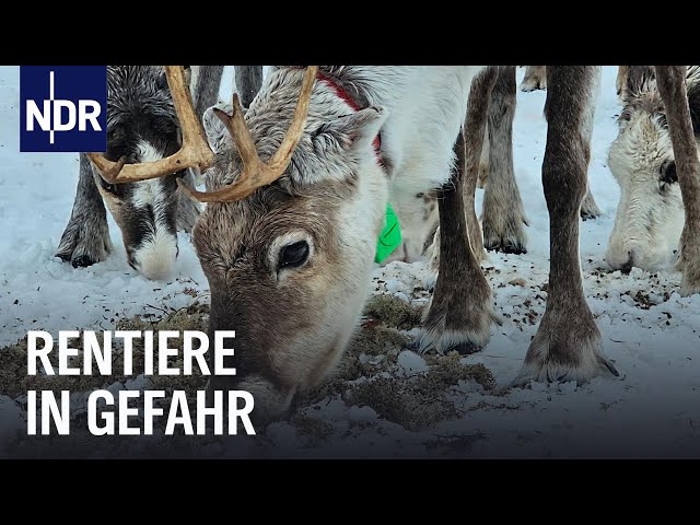 Die Sami und die Windparks in Nordnorwegen | Ostseereport | NDR Doku