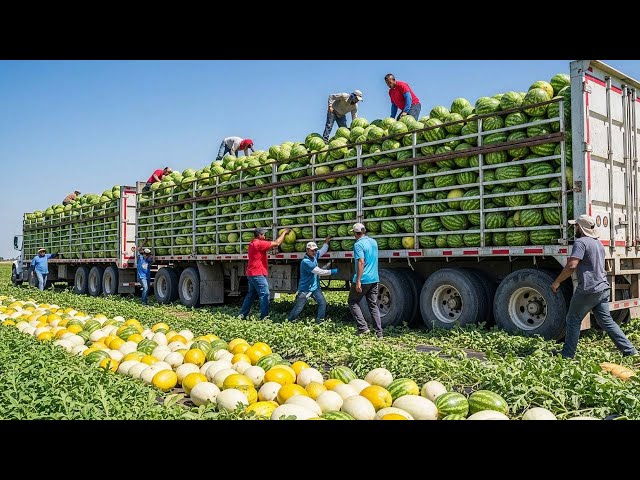 How American Farmers Harvest Thousands Of Tons Of Fruits And Vegetables #2