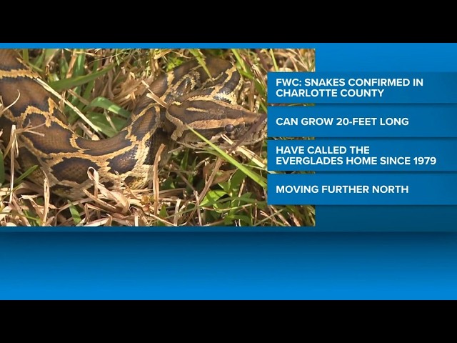 Burmese Pythons are moving further north in Florida