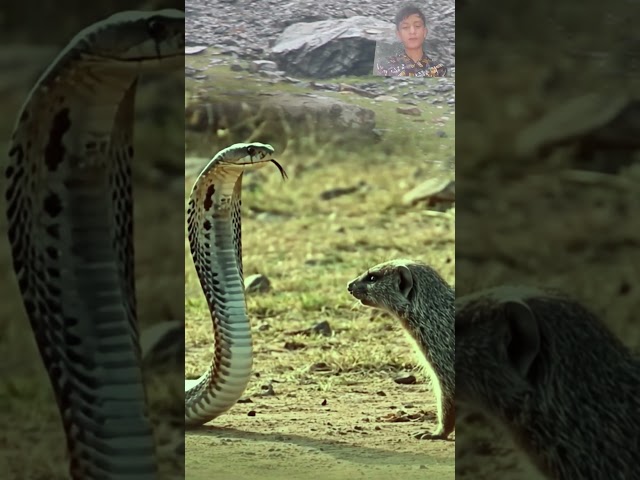 Biggest Python And Biggest Wild Cat