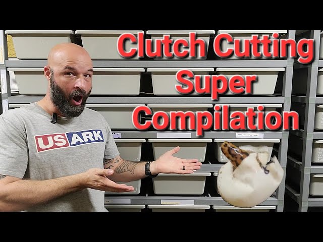 Ball Python Clutch Cutting Compilation. Awesome Snakes!
