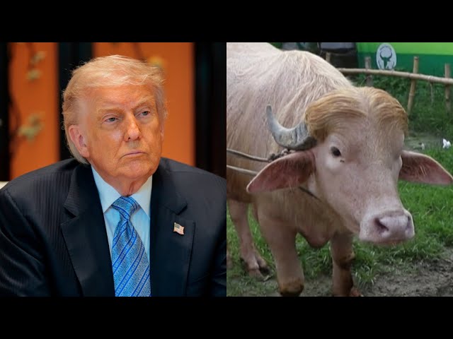 Bangladesh buffalo named Donald Trump goes viral for resemblance to US president