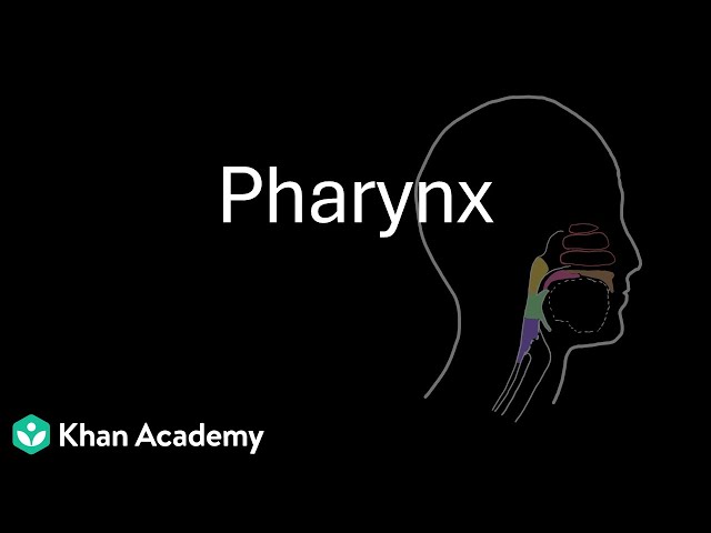 Pharynx | Digestion and absorption | Class 12 | Zoology | Telangana | Khan Academy