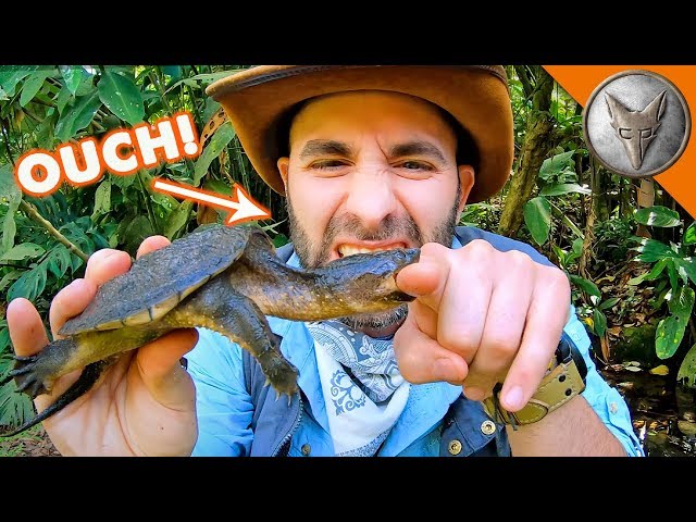 Snapping Turtle BITES Me.. AGAIN!