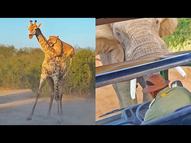 The Wildest Animal Sightings of 2024