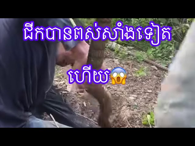 ពស់សាំងធំណាស់😱🐍🌾🌱#ពស់ឡាប់សោង #ពស់សាំង#ពស់ថ្លាន់#ពស់ព្រៃ#ពស់អុចកន្ទុយ#ពស់ថ្នាំងអំពៅ#ពស់ត្បាល់