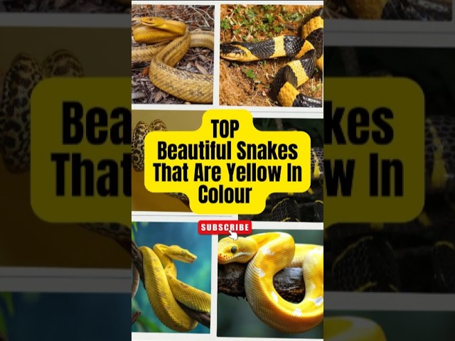Top Beautiful Snakes That Are Yellow In Color |  #wildlifephotography #SnakeSpecies #Wildlife