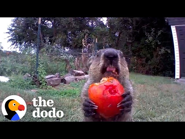 Gardener Trying to Protect His Veggies Ends Up Documenting a Groundhog Family for 7 Years | The Dodo