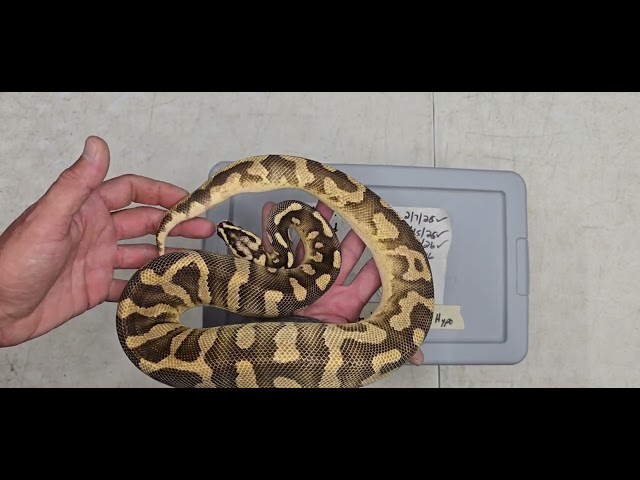 Ball Python Clutch 2026-05 Update 