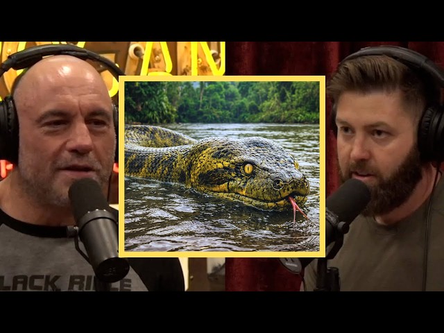 This Is Why Anaconda Are TERRIFYING!! | Joe Rogan